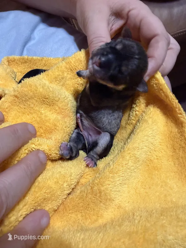 Eleanor – Miniature Schnauzer puppy for sale in Richards, TX