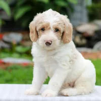 Chloe , a female Miniature Labradoodle for sale in East Earl, PA – 3 of 4