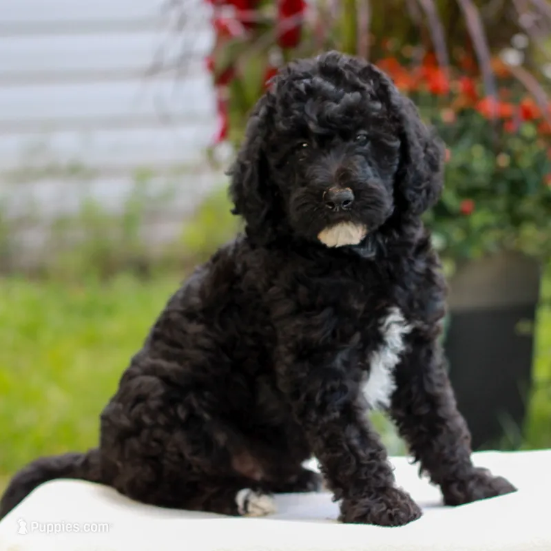 Duke  – Miniature Labradoodle puppy for sale in East Earl, PA