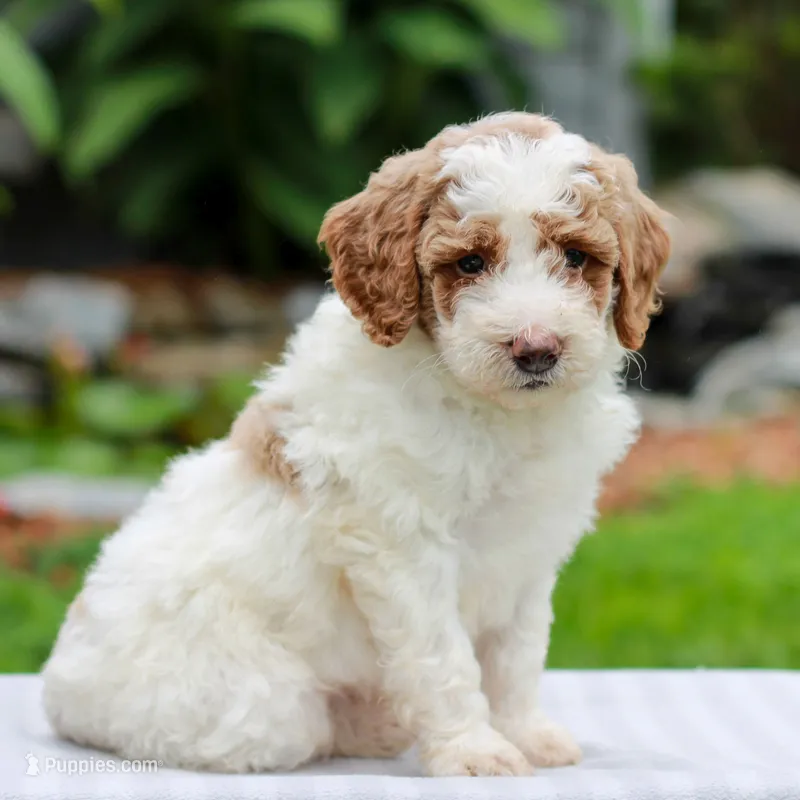 Carson  – Miniature Labradoodle puppy for sale in East Earl, PA