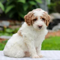 Carson , a male Miniature Labradoodle for sale in East Earl, PA – 3 of 4