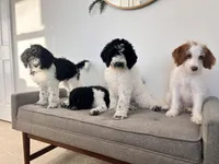 Clara f1b , a female Miniature Labradoodle for sale in East Earl, PA – 8 of 8