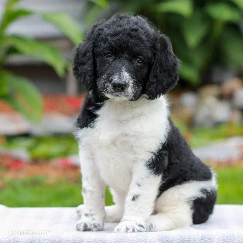 Clara  – Miniature Labradoodle puppy for sale in East Earl, PA