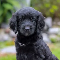Camile , a female Miniature Labradoodle for sale in East Earl, PA – 2 of 4
