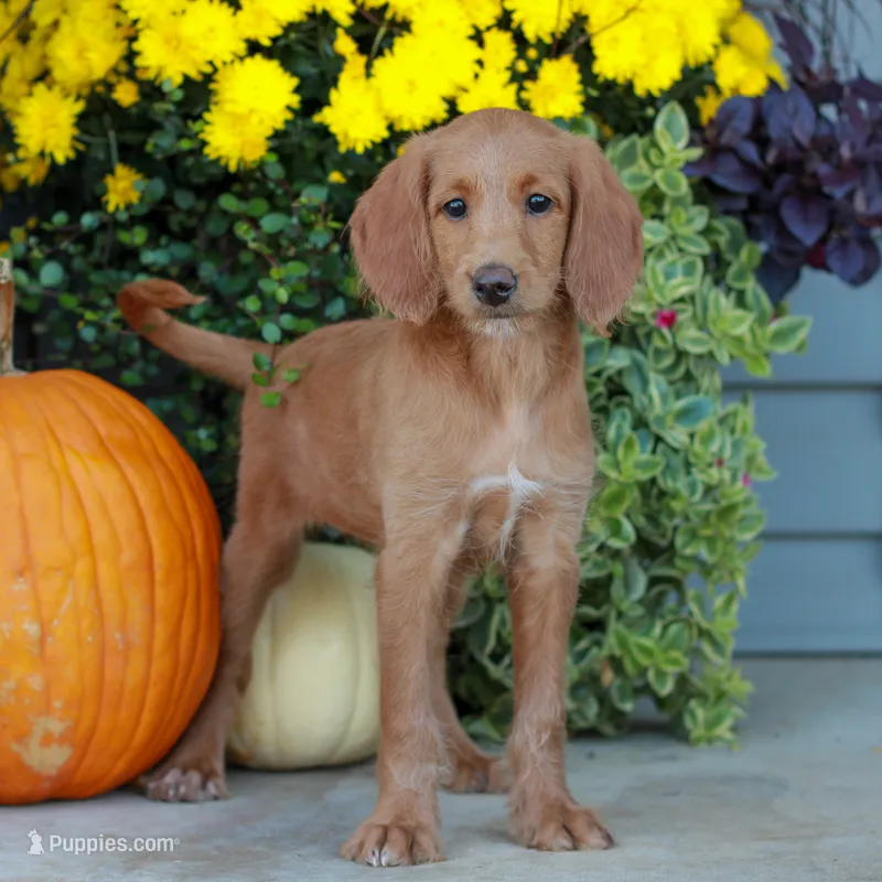 Demi  – Miniature Labradoodle puppy for sale in East Earl, PA