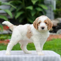 Capri , a female Miniature Labradoodle for sale in East Earl, PA – 2 of 4