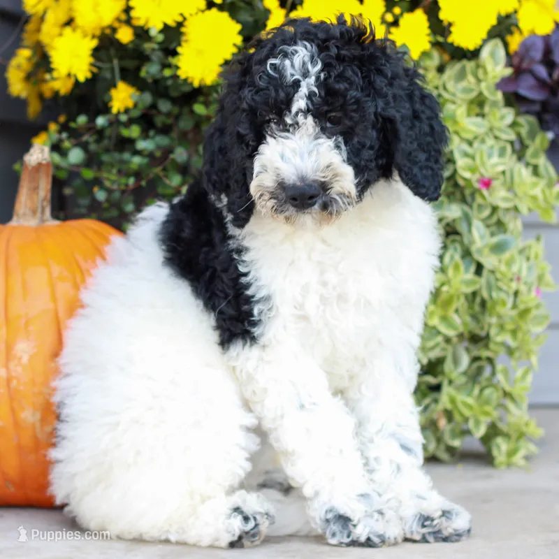 Connie  – Miniature Labradoodle puppy for sale in East Earl, PA