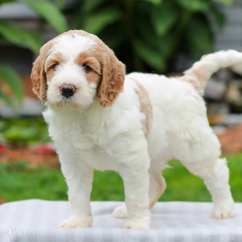 Capri  – Miniature Labradoodle puppy for sale in East Earl, PA