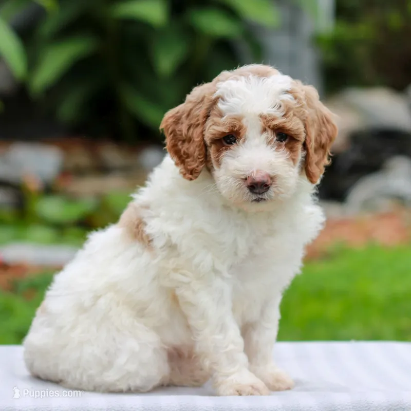 Carson  – Miniature Labradoodle puppy for sale in East Earl, PA