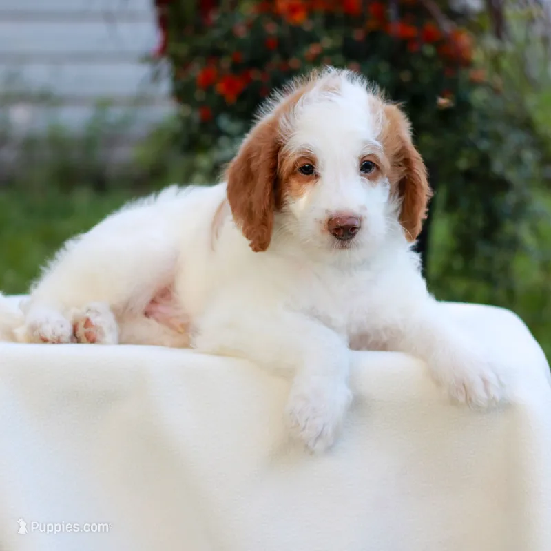 Dallas  – Miniature Labradoodle puppy for sale in East Earl, PA