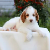 Dallas , a male Miniature Labradoodle for sale in East Earl, PA – 3 of 5