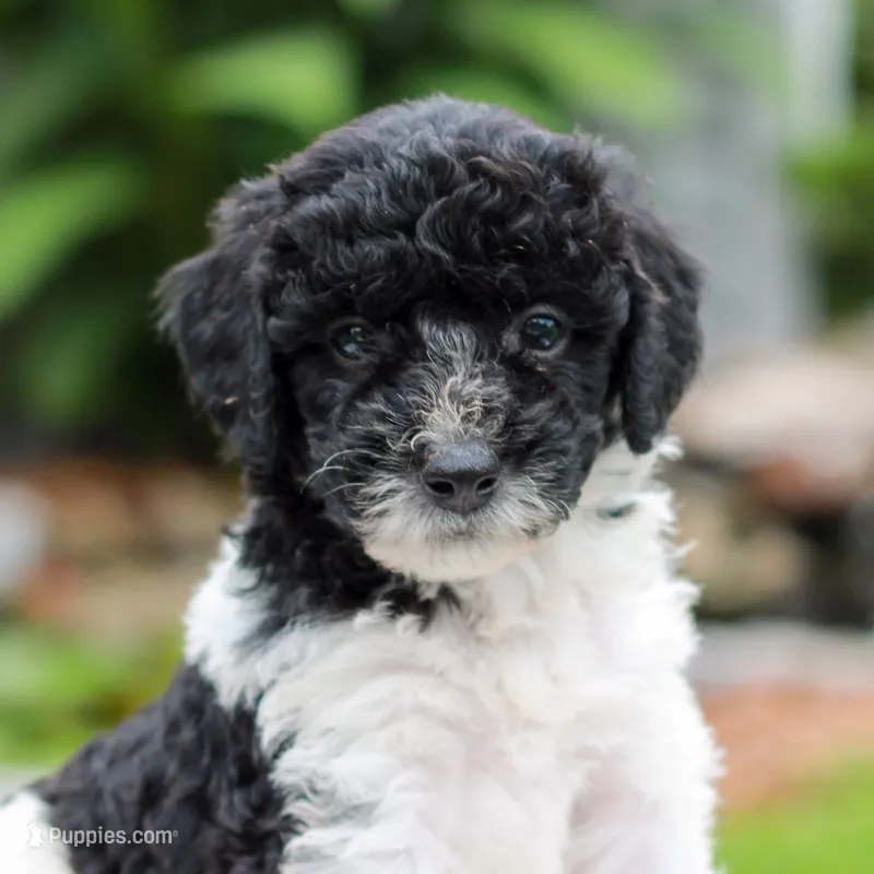 Caleb  – Miniature Labradoodle puppy for sale in East Earl, PA