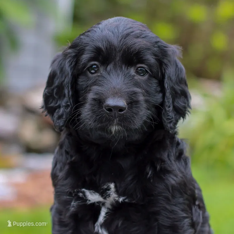 Cecelia  – Miniature Labradoodle puppy for sale in East Earl, PA