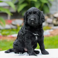 Cecelia , a female Miniature Labradoodle for sale in East Earl, PA – 1 of 4