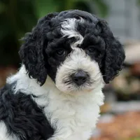 Connie , a female Miniature Labradoodle for sale in East Earl, PA – 4 of 4
