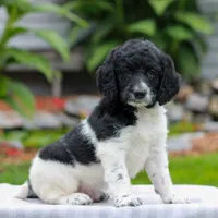 Clara , a female Miniature Labradoodle for sale in East Earl, PA – 4 of 4