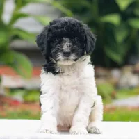 Caleb , a male Miniature Labradoodle for sale in East Earl, PA – 3 of 4