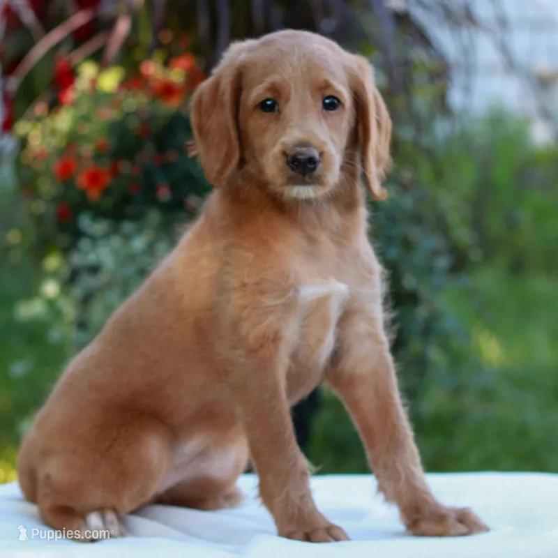 Demi  – Miniature Labradoodle puppy for sale in East Earl, PA