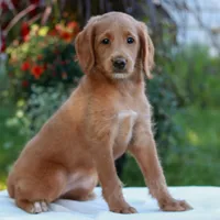 Demi , a female Miniature Labradoodle for sale in East Earl, PA – 4 of 4