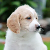 Clover , a female Miniature Labradoodle for sale in East Earl, PA – 4 of 4