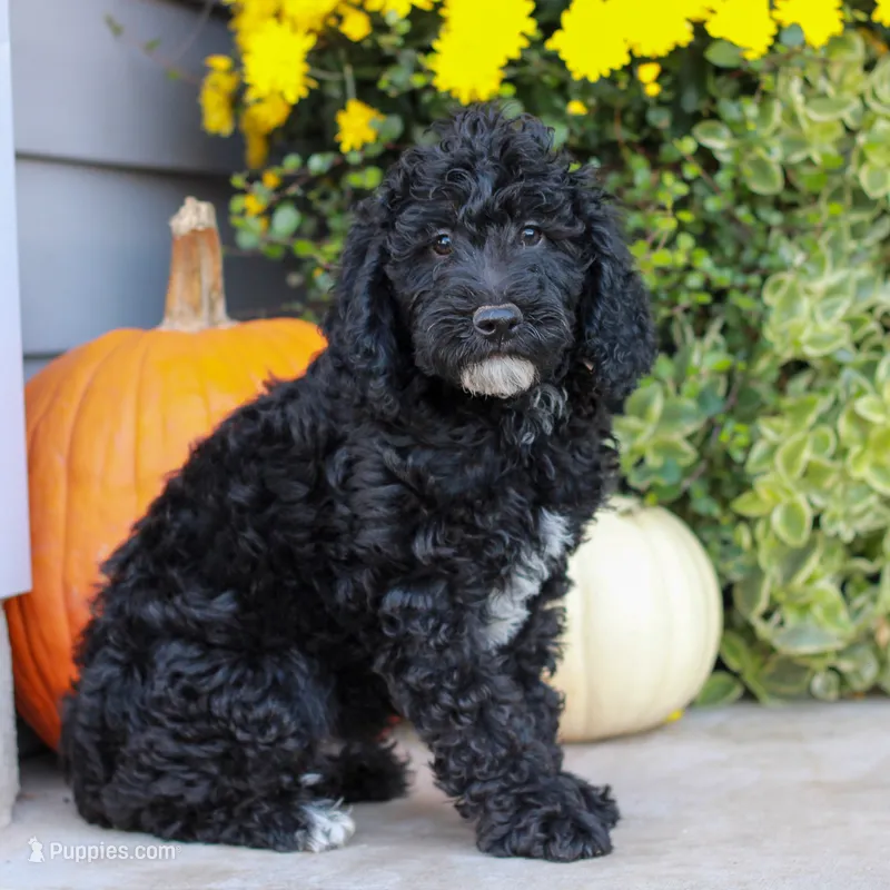 Duke  – Miniature Labradoodle puppy for sale in East Earl, PA