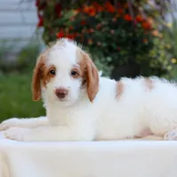 Dallas , a male Miniature Labradoodle for sale in East Earl, PA – 1 of 5