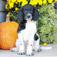 Clara , a female Miniature Labradoodle for sale in East Earl, PA – 1 of 6