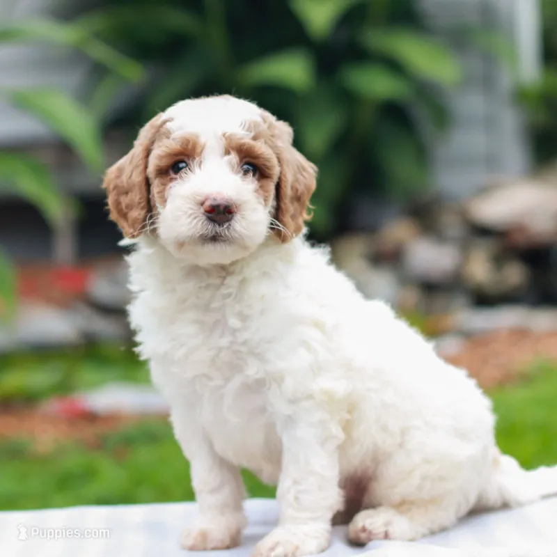 Carson  – Miniature Labradoodle puppy for sale in East Earl, PA