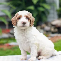 Carson , a male Miniature Labradoodle for sale in East Earl, PA – 2 of 4