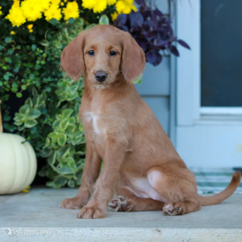Demi  – Miniature Labradoodle puppy for sale in East Earl, PA