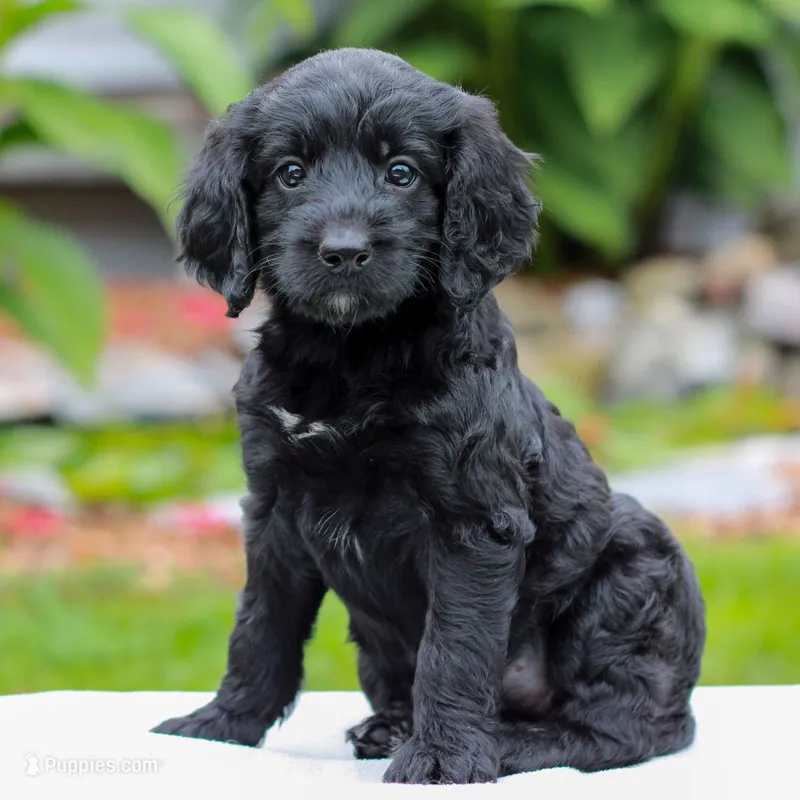 Camile  – Miniature Labradoodle puppy for sale in East Earl, PA