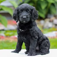 Camile , a female Miniature Labradoodle for sale in East Earl, PA – 3 of 4