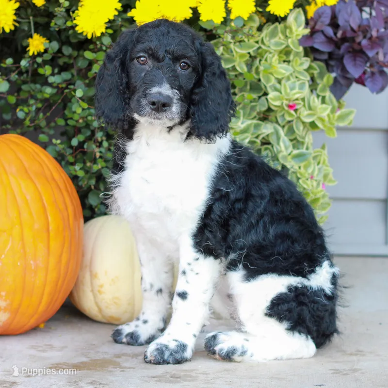 Clara  – Miniature Labradoodle puppy for sale in East Earl, PA