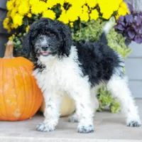 Caleb , a male Miniature Labradoodle for sale in East Earl, PA – 1 of 6