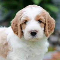 Capri , a female Miniature Labradoodle for sale in East Earl, PA – 4 of 4