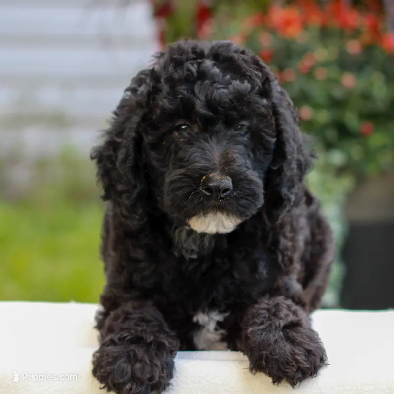 Duke  – Miniature Labradoodle puppy for sale in East Earl, PA