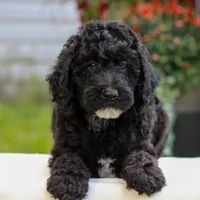 Duke , a male Miniature Labradoodle for sale in East Earl, PA – 3 of 4