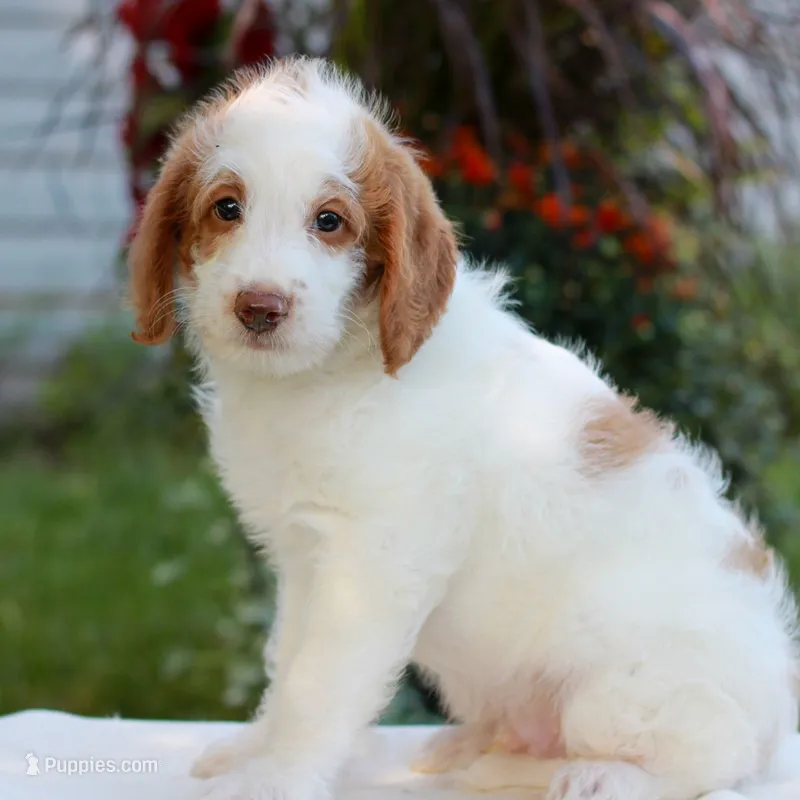 Dallas  – Miniature Labradoodle puppy for sale in East Earl, PA