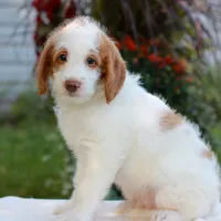 Dallas , a male Miniature Labradoodle for sale in East Earl, PA – 5 of 5