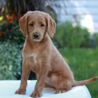 Demi , a female Miniature Labradoodle for sale in East Earl, PA – 1 of 4
