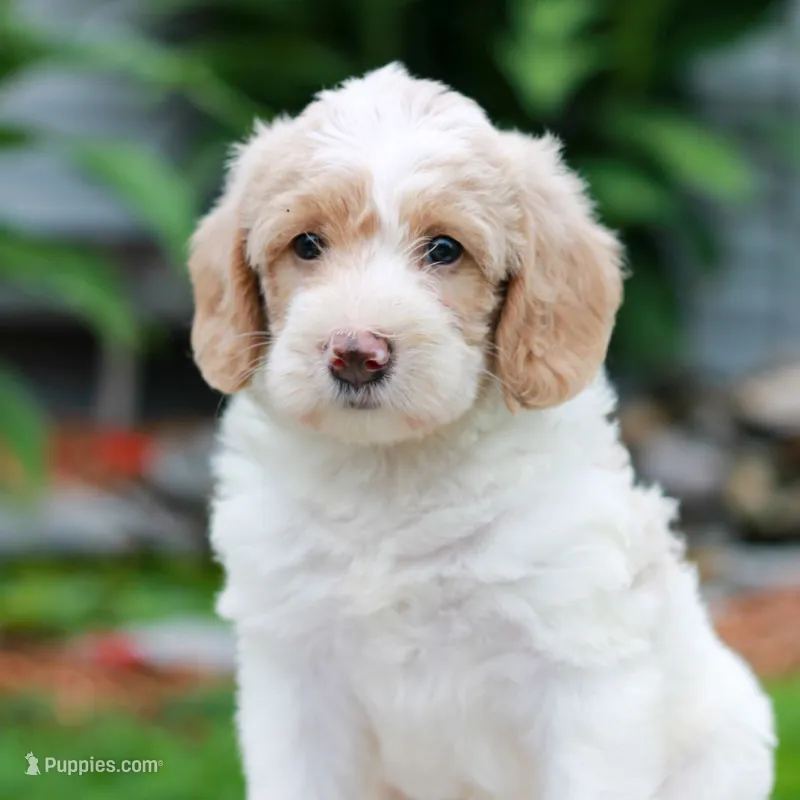 Chloe  – Miniature Labradoodle puppy for sale in East Earl, PA