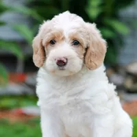 Chloe , a female Miniature Labradoodle for sale in East Earl, PA – 1 of 4