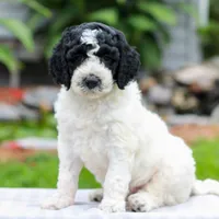 Connie , a female Miniature Labradoodle for sale in East Earl, PA – 2 of 4
