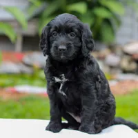 Cecelia , a female Miniature Labradoodle for sale in East Earl, PA – 2 of 4