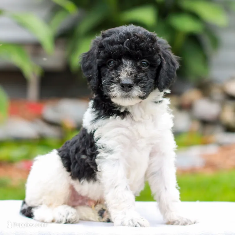 Caleb  – Miniature Labradoodle puppy for sale in East Earl, PA