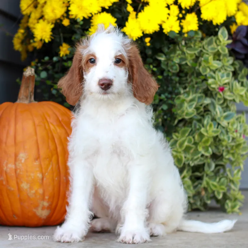 Dallas  – Miniature Labradoodle puppy for sale in East Earl, PA