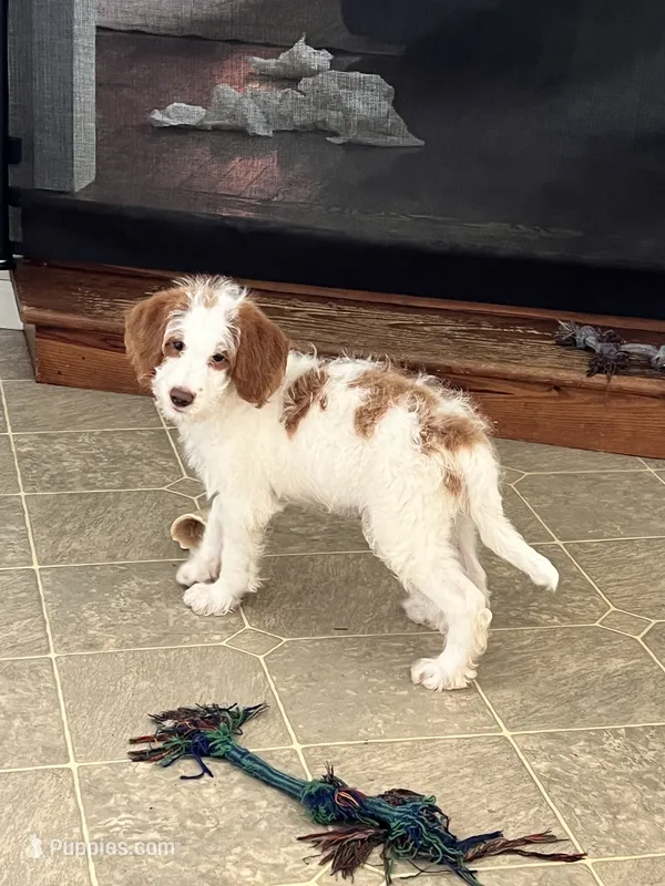 Dallas  – Miniature Labradoodle puppy for sale in East Earl, PA