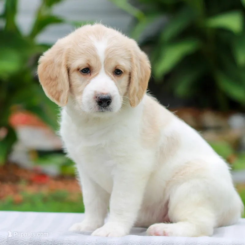 Clover  – Miniature Labradoodle puppy for sale in East Earl, PA