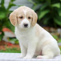 Clover , a female Miniature Labradoodle for sale in East Earl, PA – 1 of 4