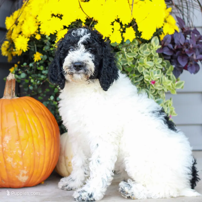 Connie  – Miniature Labradoodle puppy for sale in East Earl, PA